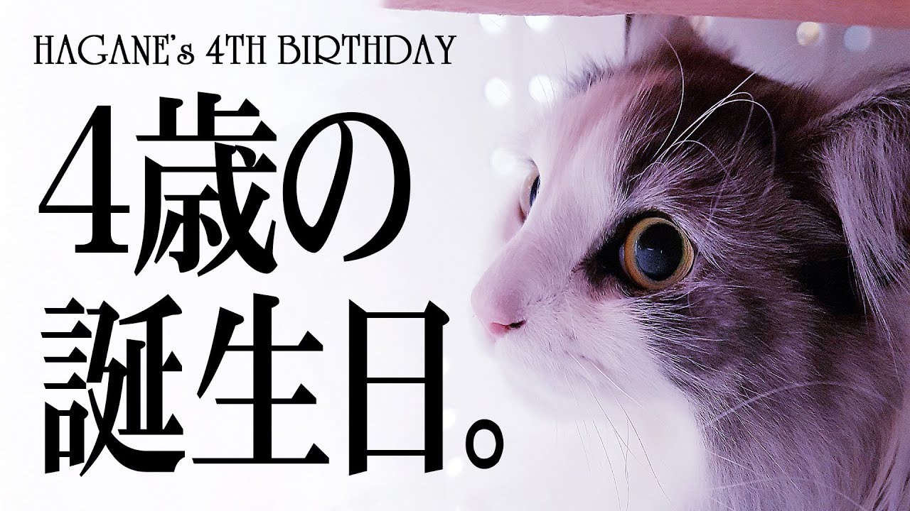 【4歳の誕生日】サイベリアンのはがね先生をお迎えして4年目がやって来ます【成長記録】