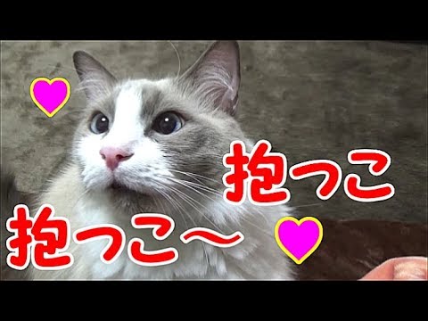 抱っこ抱っこの甘えん坊 猫ラグドールのコハク君　Kohaku The Ragdoll Cat Loves Hugs