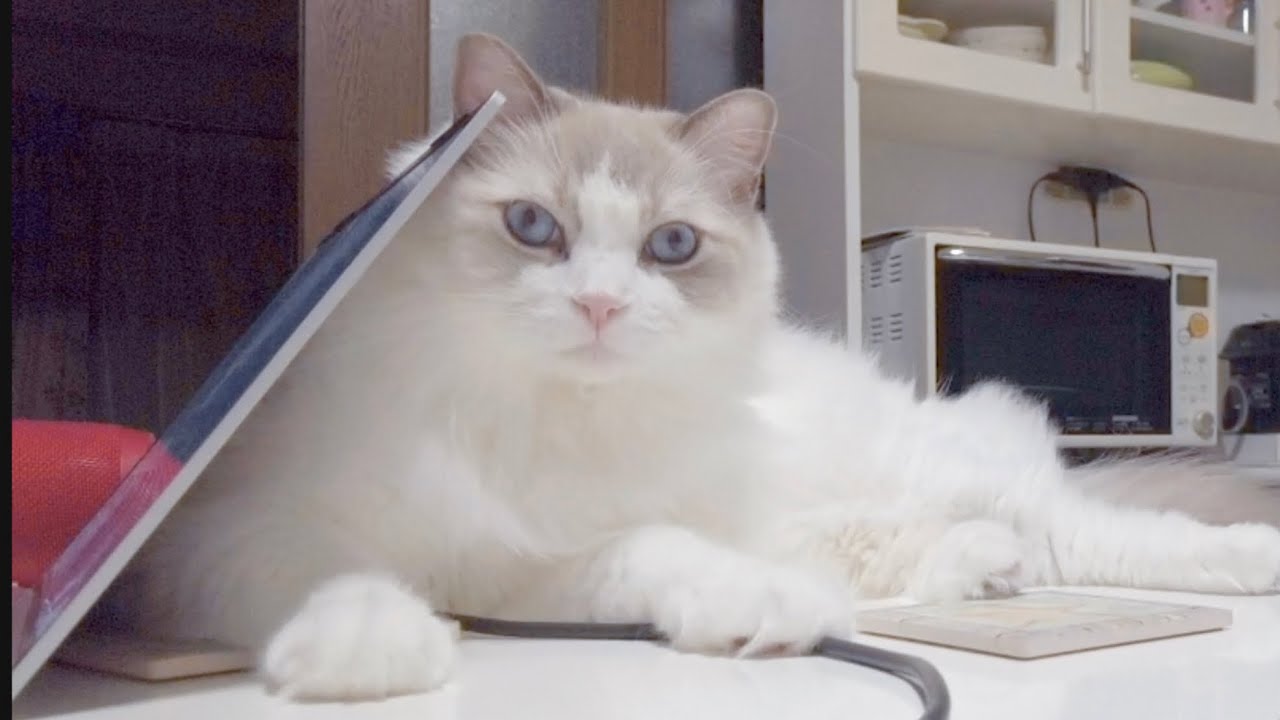 【ラグドール】飼い主のそばで満足げに甘える猫