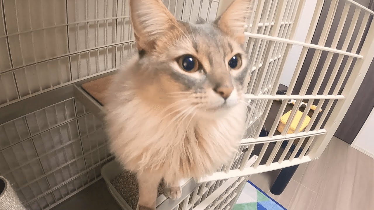 ダミ声でご飯を求める子猫【ソマリブルー】