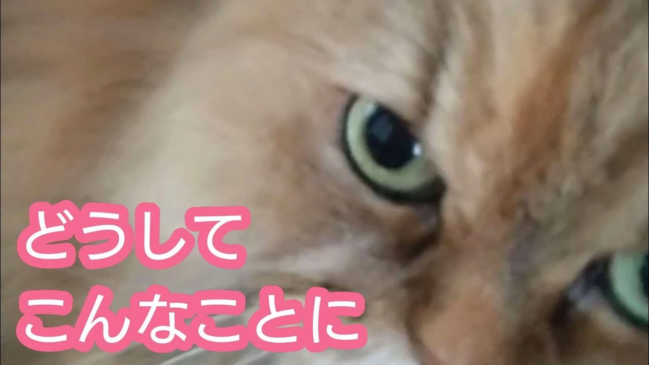 【アメリカンカール】のイライラ