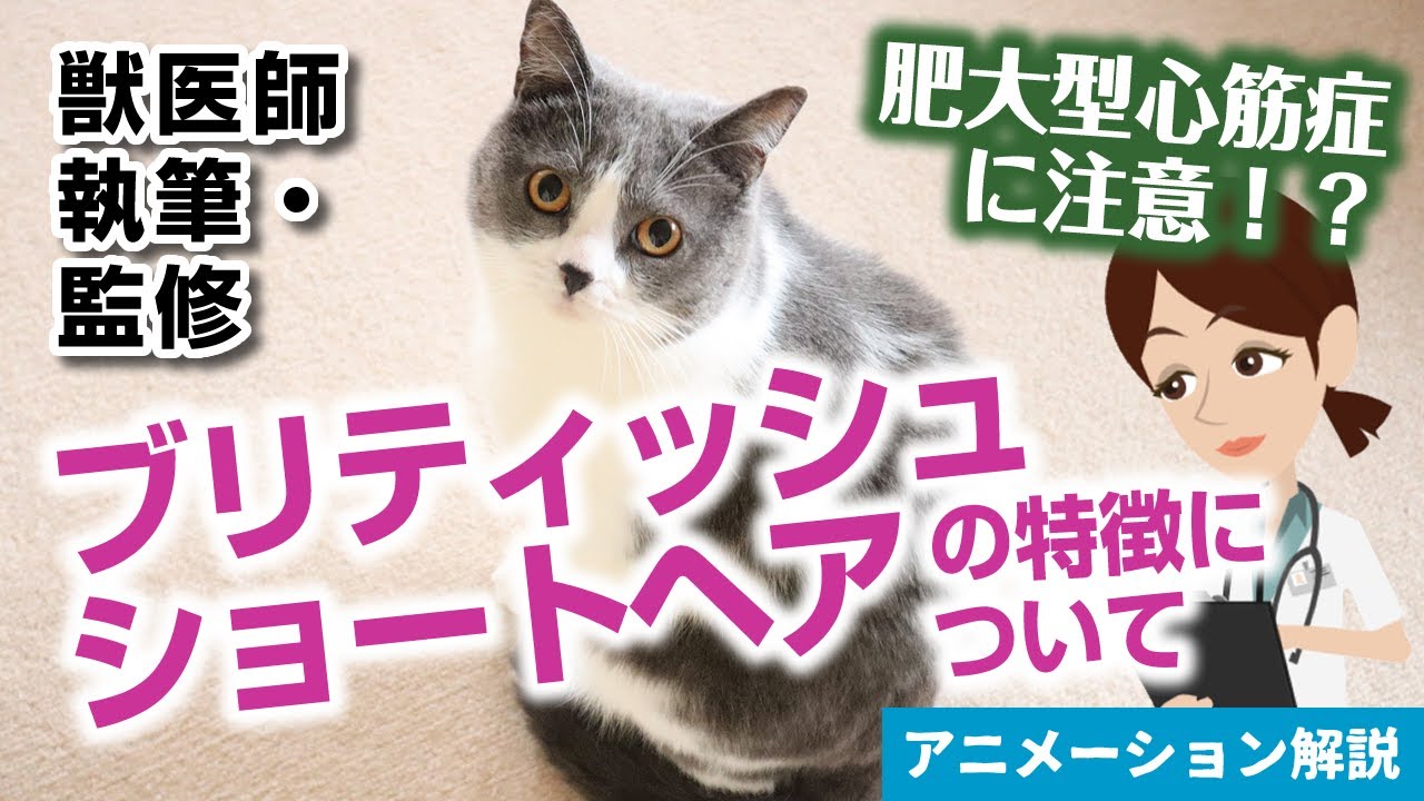 ブリティッシュショートヘアの特徴や気を付けたい病気など【獣医師執筆監修】