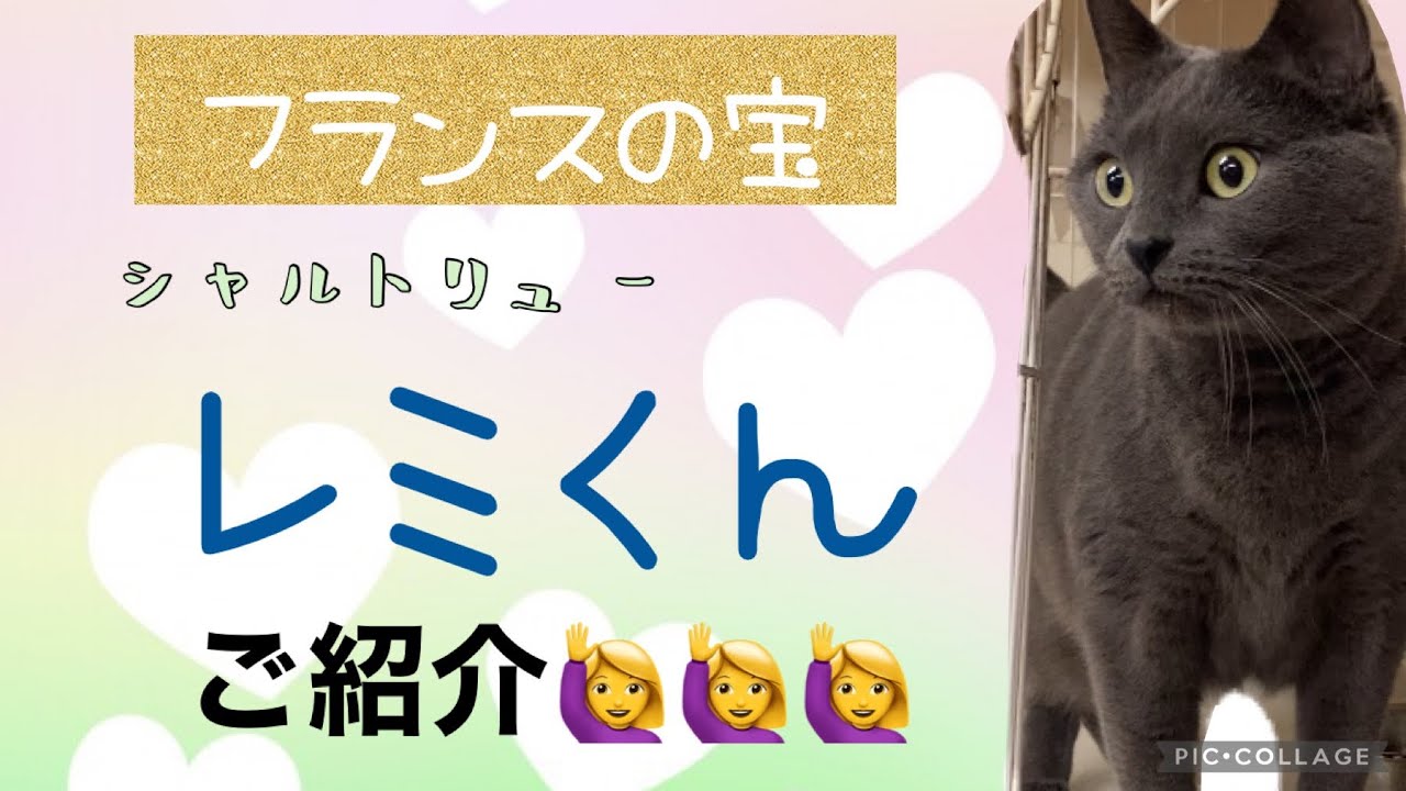 【保護猫】フランスの宝？シャルトリューのレミくん🐱ご紹介動画！！