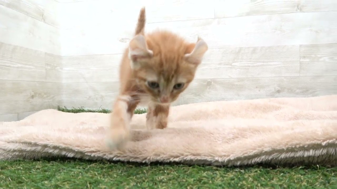 00581332 アメリカンカール