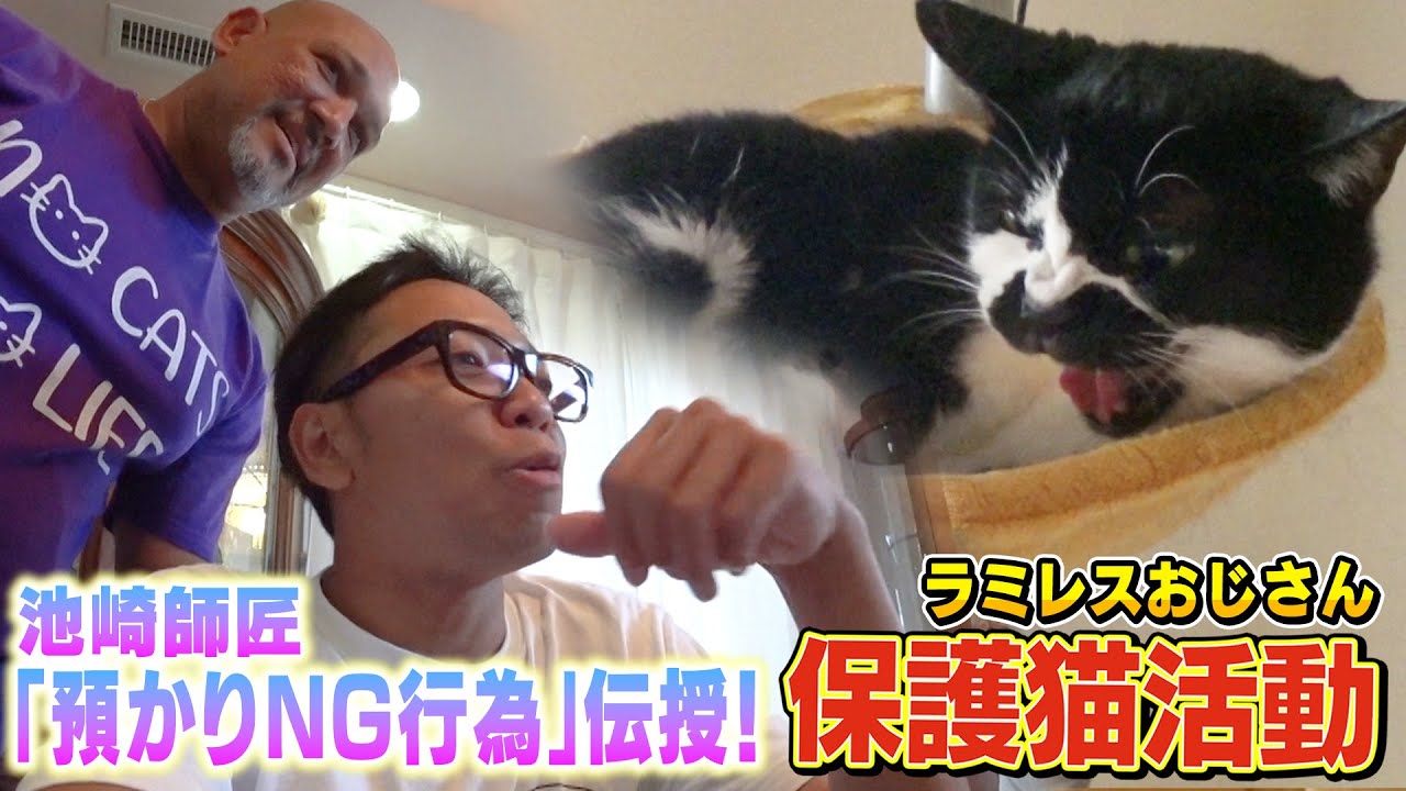【保護猫活動】サンシャイン池崎師匠がラミレスおじさんに預かりボランティアのNG行為を伝授！