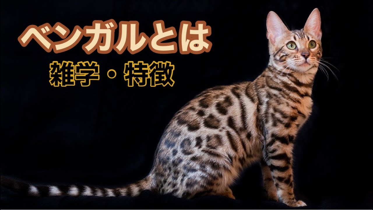 【猫】ベンガルとは【雑学・特徴】Bengal cat