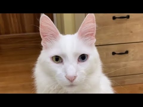 【オッドアイ】ターキッシュアンゴラの美しい顔を眺めるだけの動画♪