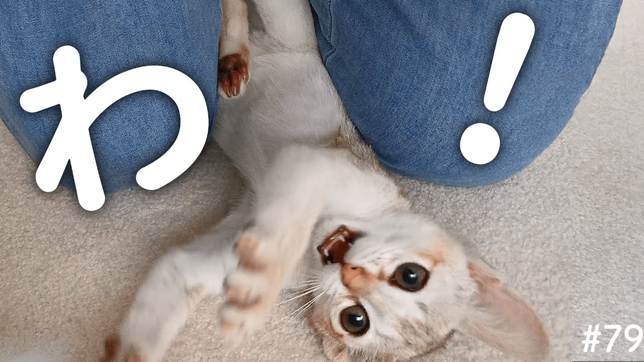 子猫は飼い主に興味深々なようです【シンガプーラ】