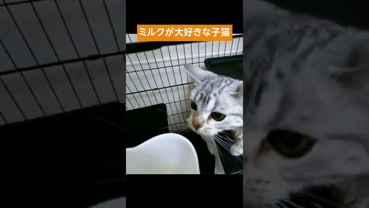 ミルクが大好きな子猫【アメリカンショートヘアー】 #shorts #こねこ #アメショー