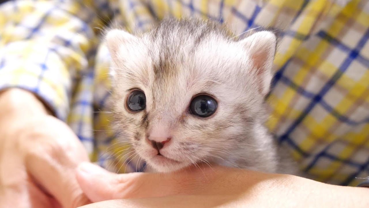 ミルク欲しさにおじさんに捕まってしまった子猫【赤ちゃん猫　保護猫】