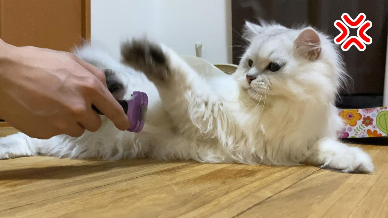 ブラッシングを蹴りで止める猫【ペルシャ猫 チンチラシルバー】