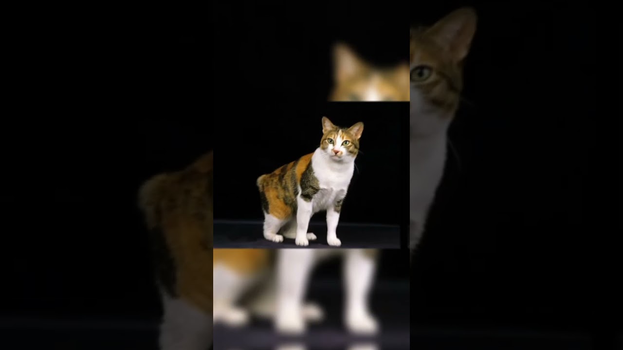 Japanese Bobtail 😺 #cats #animals #shorts