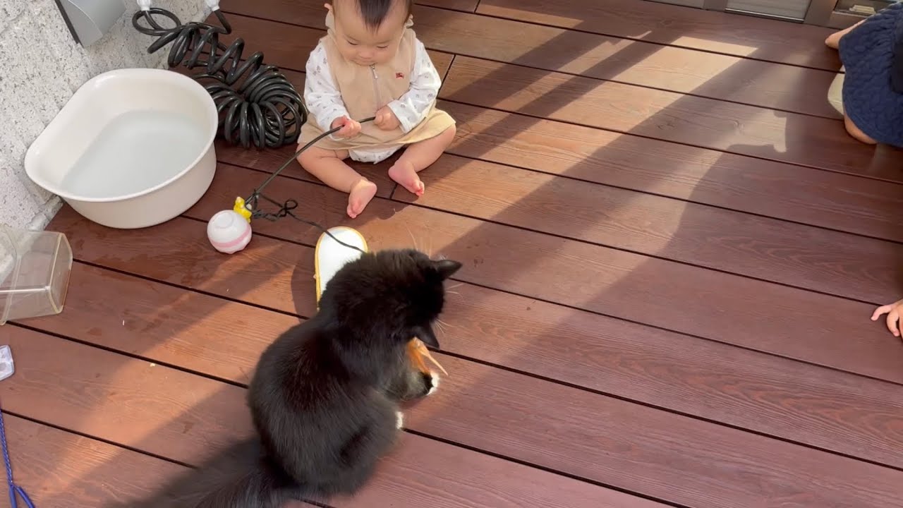 赤ちゃんを猫使いとして英才教育する猫　ラガマフィン　A cat that educates a baby as a cat master