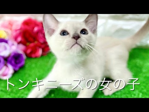 トンキニーズの子猫　（中之島）