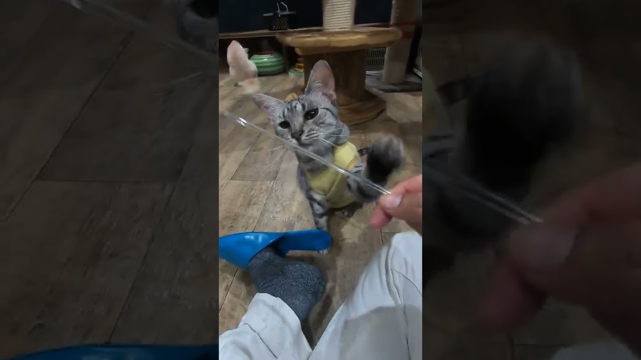 【珍しい猫】エジプシャンマウと遊ぶ動画（保護猫カフェ猫の木）十三駅