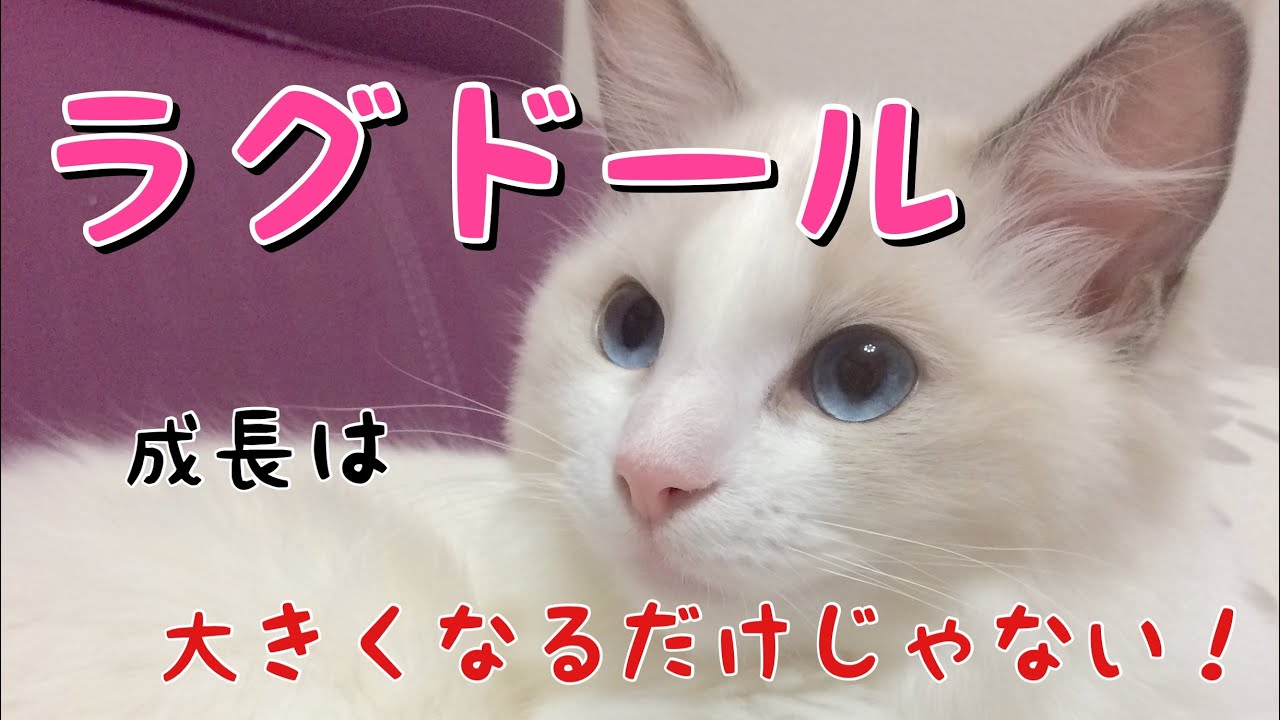 ラグドールはただ大きくなるだけの猫ではありません