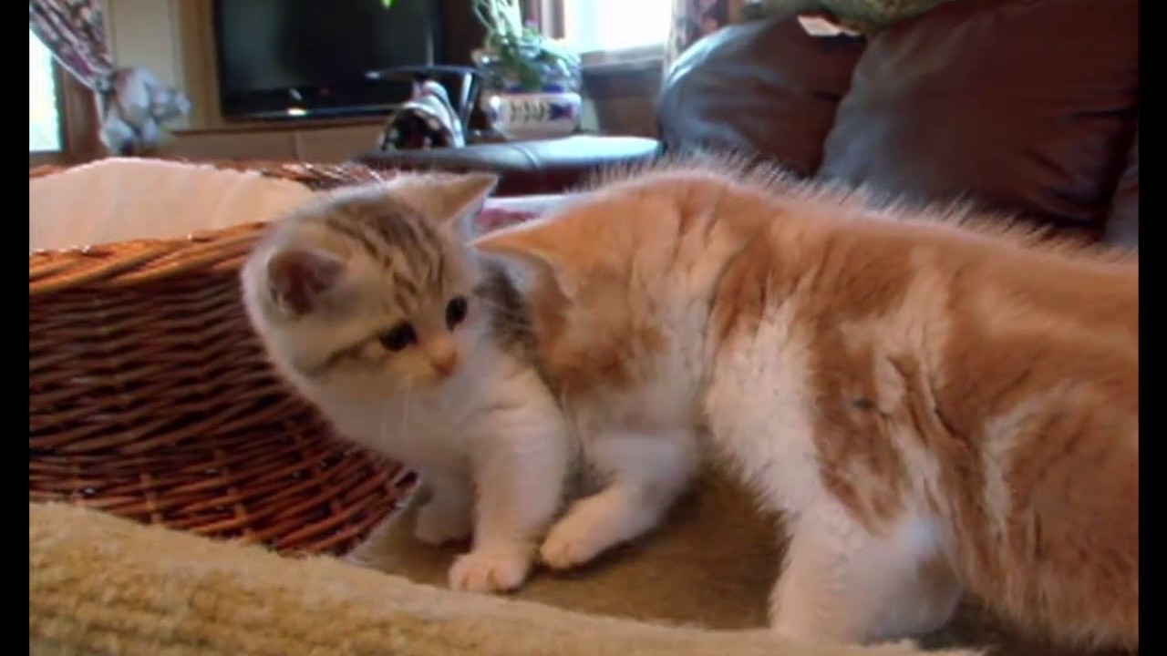Cats 101 - Manx