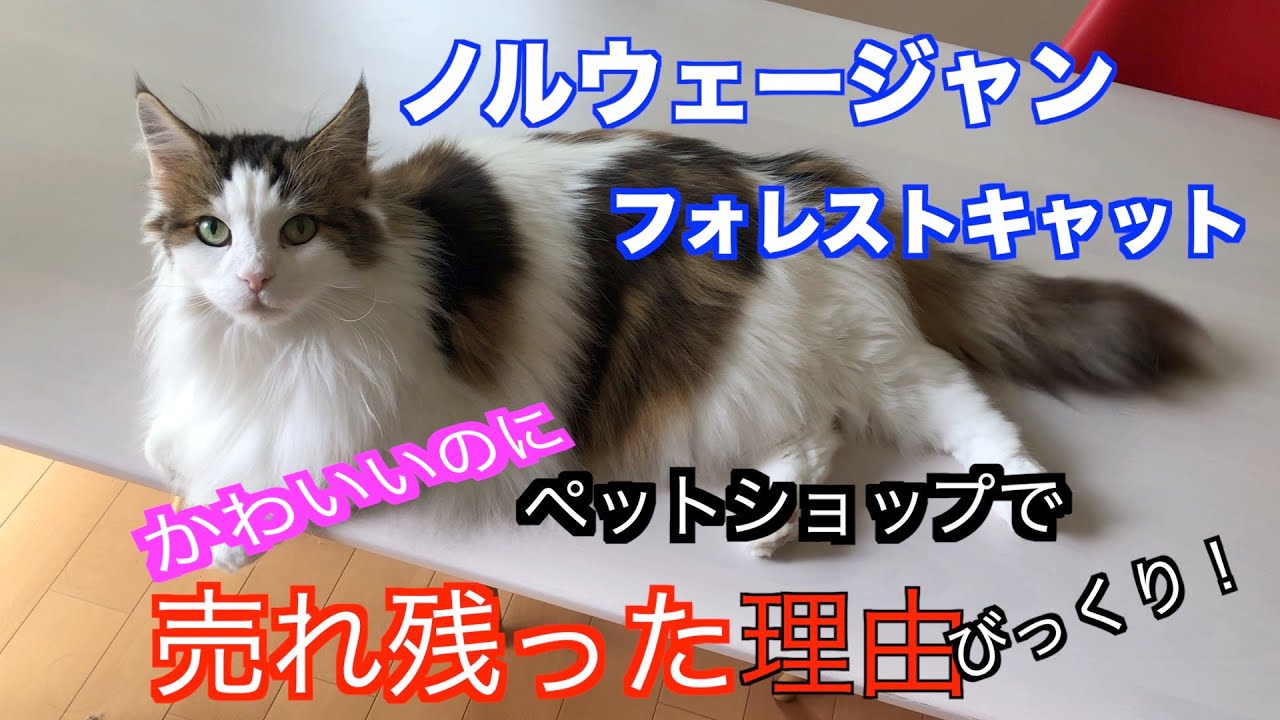 【ペットショップで売れ残ったノルウェージャンフォレストキャットの理由】に言葉を失う/子猫/唖然とする/びっくり