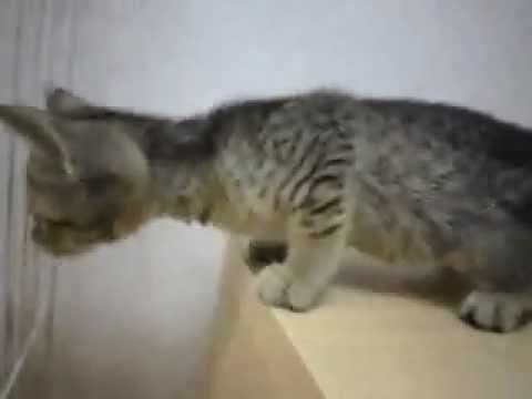 オシキャットの赤ちゃん