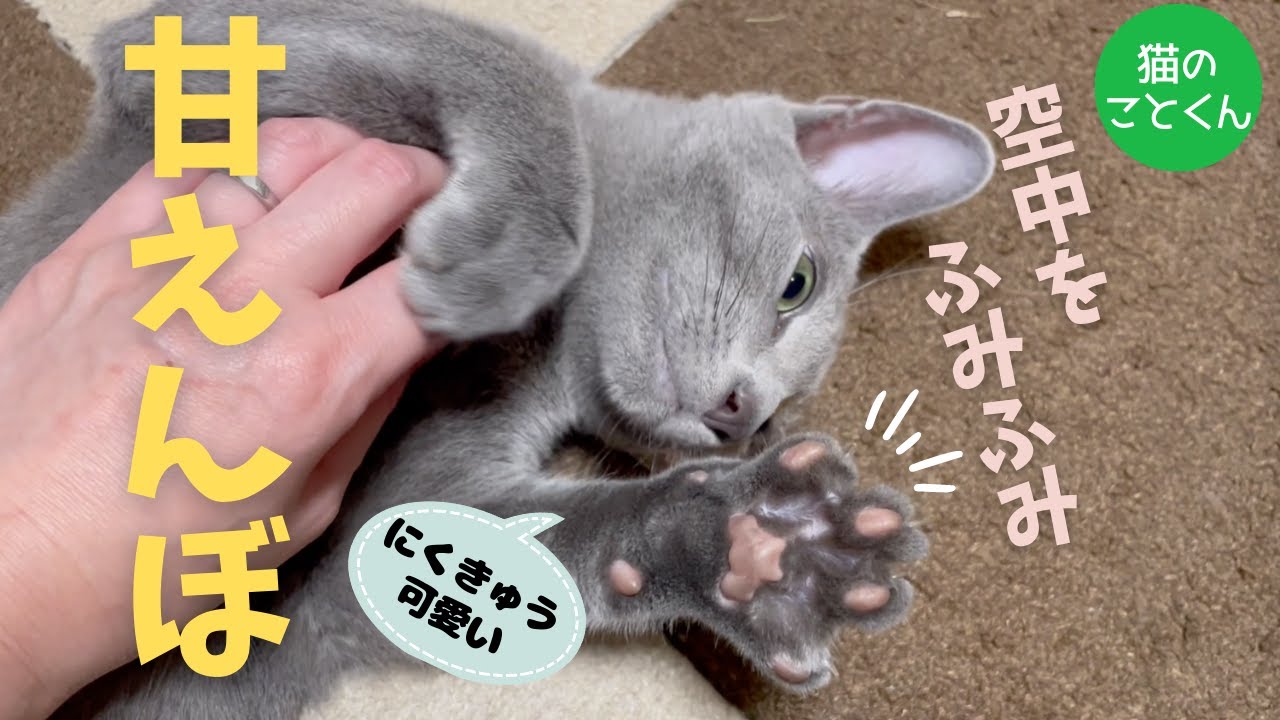 寂しすぎてものすごい甘えてくる仔猫はこちらです【ロシアンブルーこと】