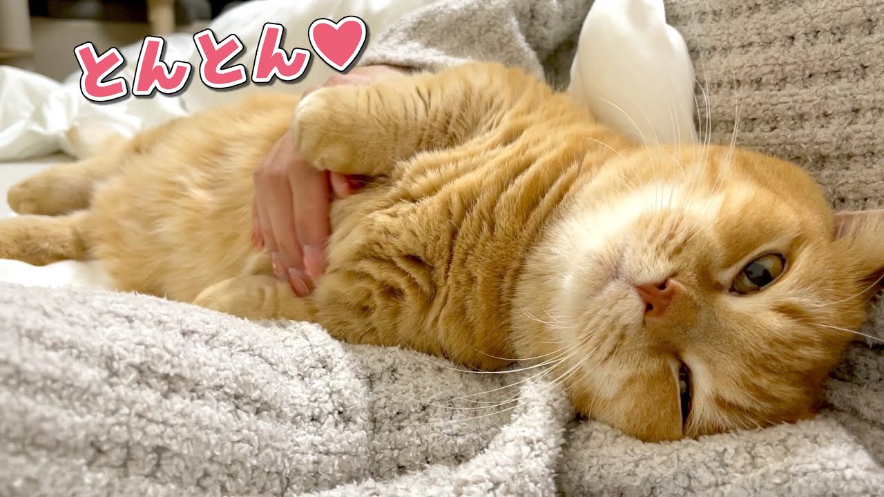 寝かし付けないと眠れない赤ちゃんみたいな猫が可愛すぎる！