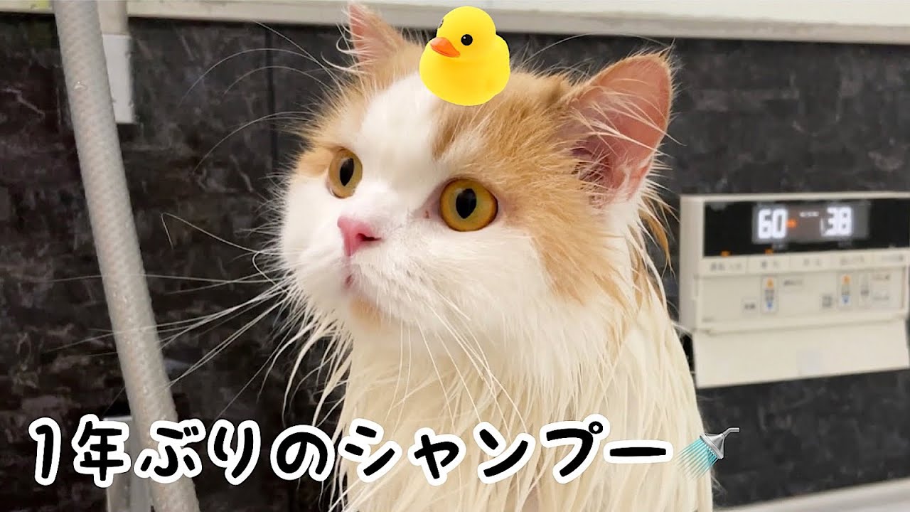 一年ぶりに長毛猫をシャンプーしたら別人に生まれ変わりました！