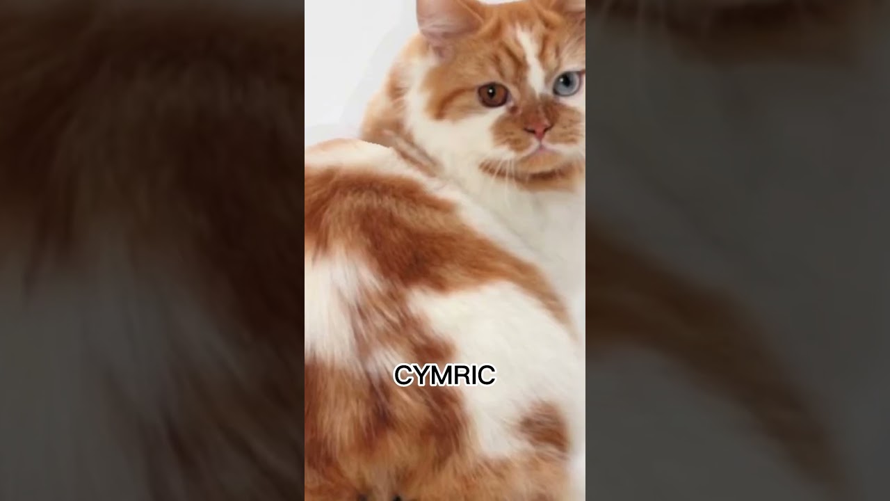 CYMRIC CAT 😻 #animals #cats #shorts #kawaii