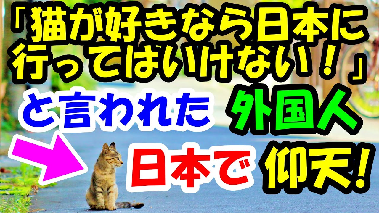 「猫が好きなら日本に行ってはいけない！」と言われた外国人。日本で出会った猫のある物に衝撃 【猫の不思議な話】【朗読】