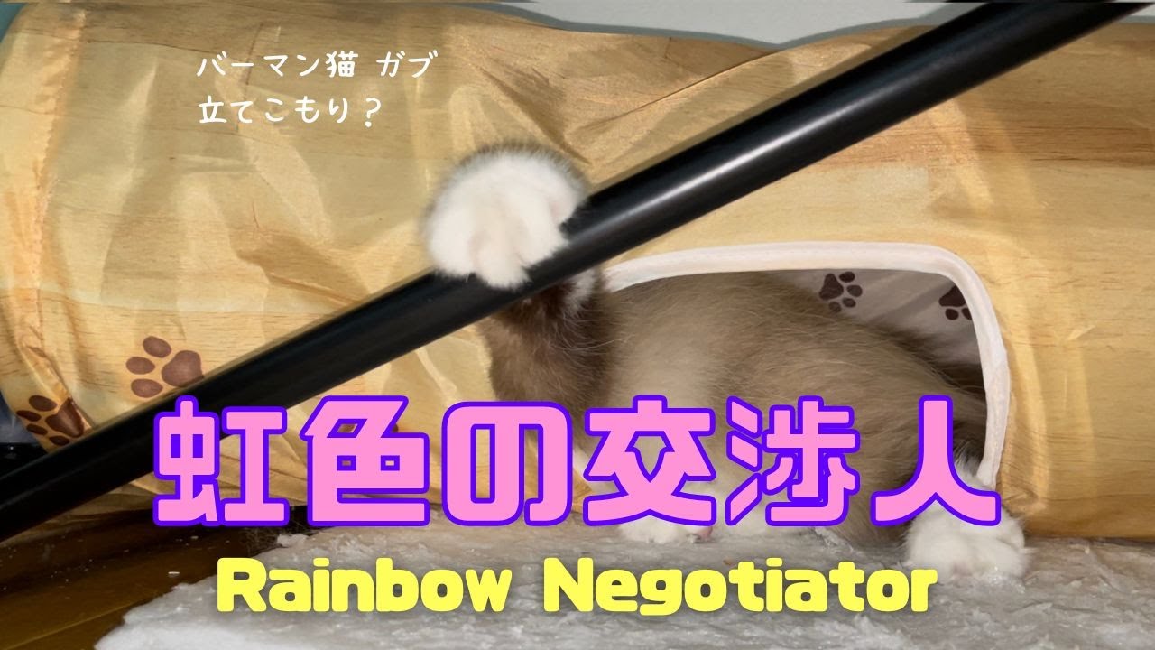 キャットトンネルの中のバーマン猫ガブ【虹色の交渉人】Rainbow Negotiator（バーマン猫）Birman/Cat
