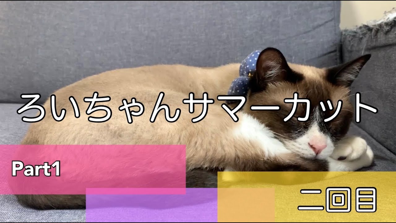 スノーシューの猫ろいちゃん2回目のサマーカットPart1