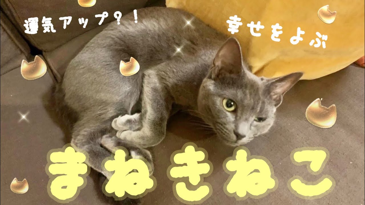 【猫】これを見たあなたにはきっとご利益があるでしょう