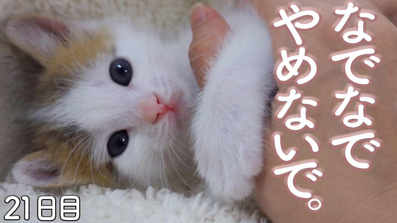【２１日目】なでなでされながら眠りたい子猫＆猫白血病陰転のご報告【ぐんぞー日記】