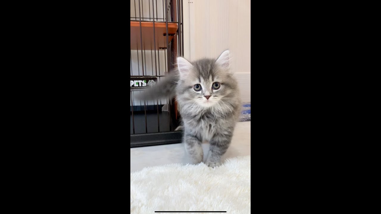 【キンカロー子猫】いつでもベタベタ甘えん坊♡