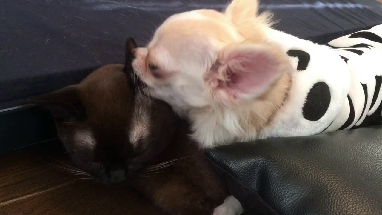 チワワの桃とバーミーズのチェリー20161202