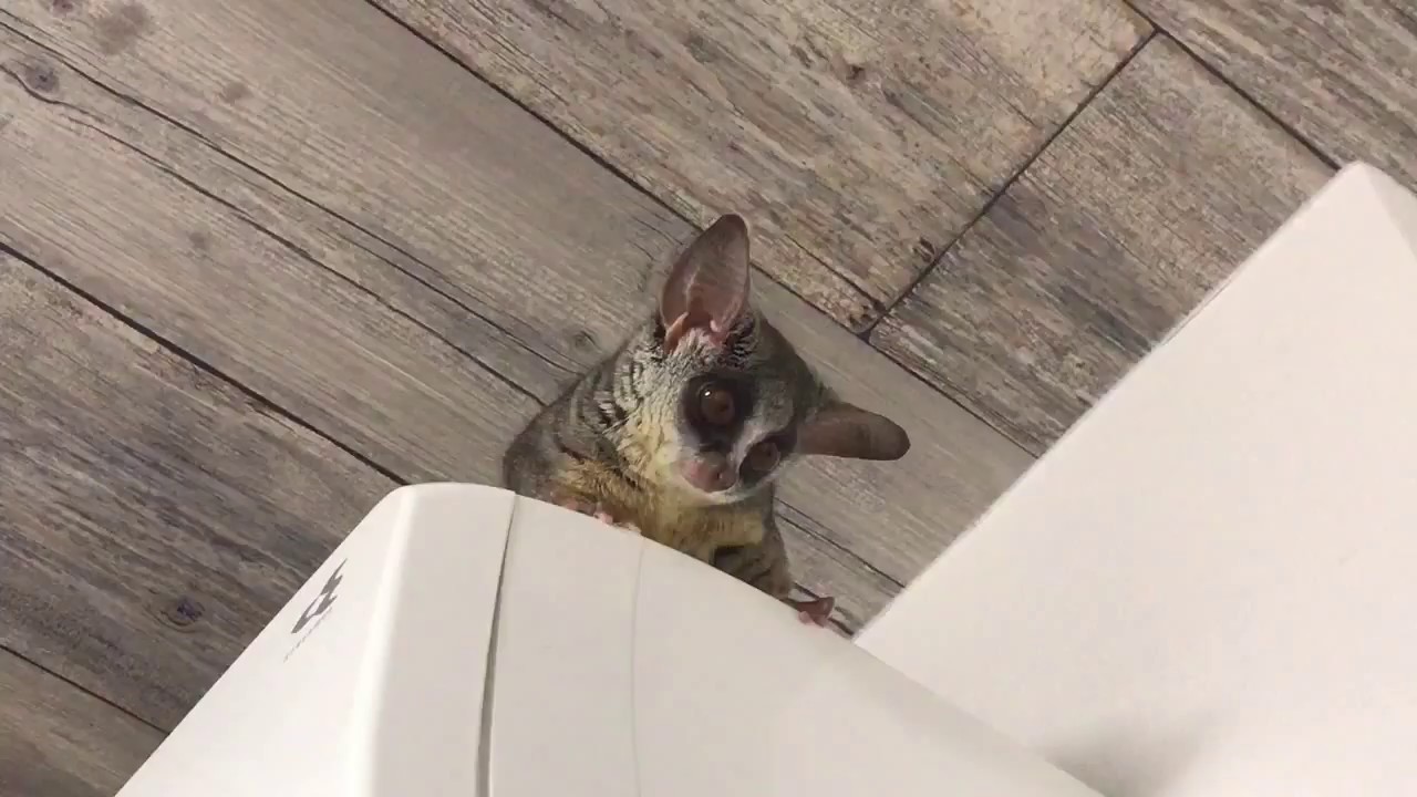 ショウガラゴのピザトル 〜鳴き声〜 Pizzatoru's Voice
