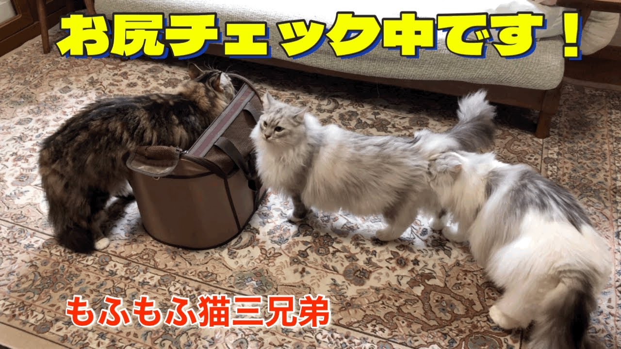 お尻カットした後に必ずお尻チェックするラガマフィン猫三兄弟達が面白い！