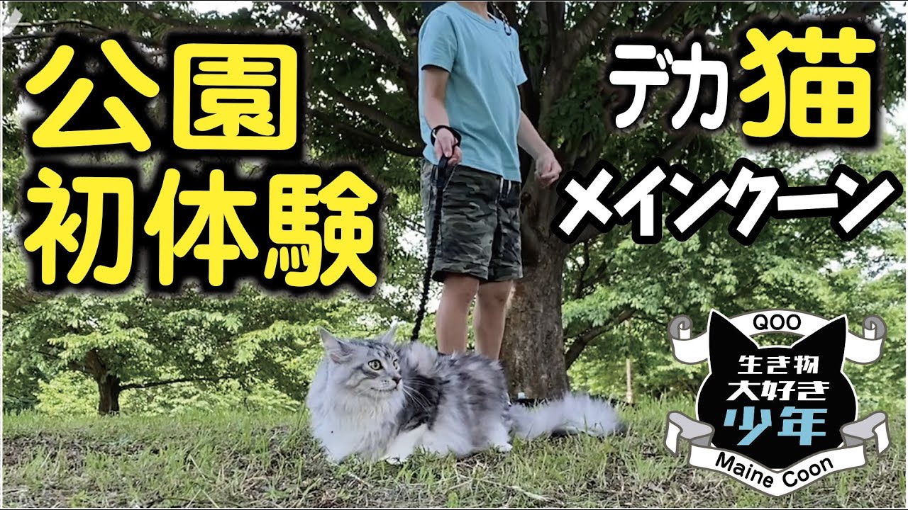 【メインクーン】初めて公園に降り立った大型猫、木登りを始めようとする？