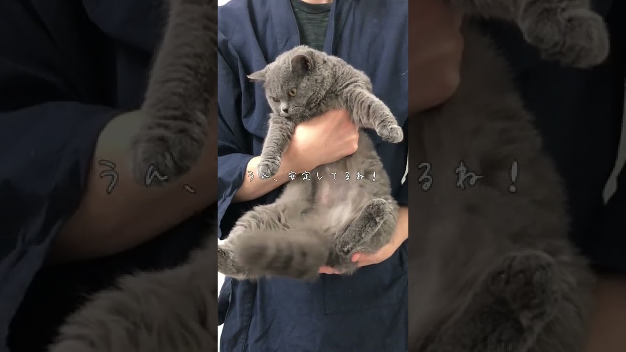 ぺぺちゃんの正しい持ち方😽#shorts #セルカークレックス #猫 #cat #selkirkrex