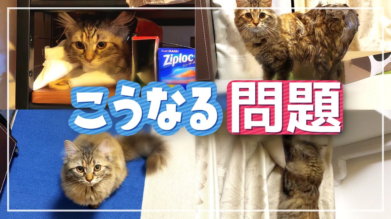 猫を飼うとこんな悲劇が起きます【サイベリアン】