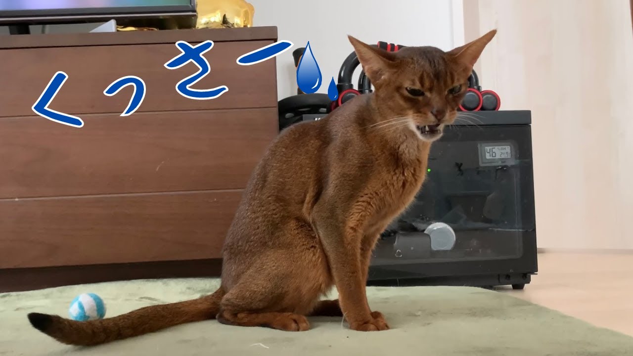 ニオイに敏感なアビシニアンの可愛い表情がこちらです