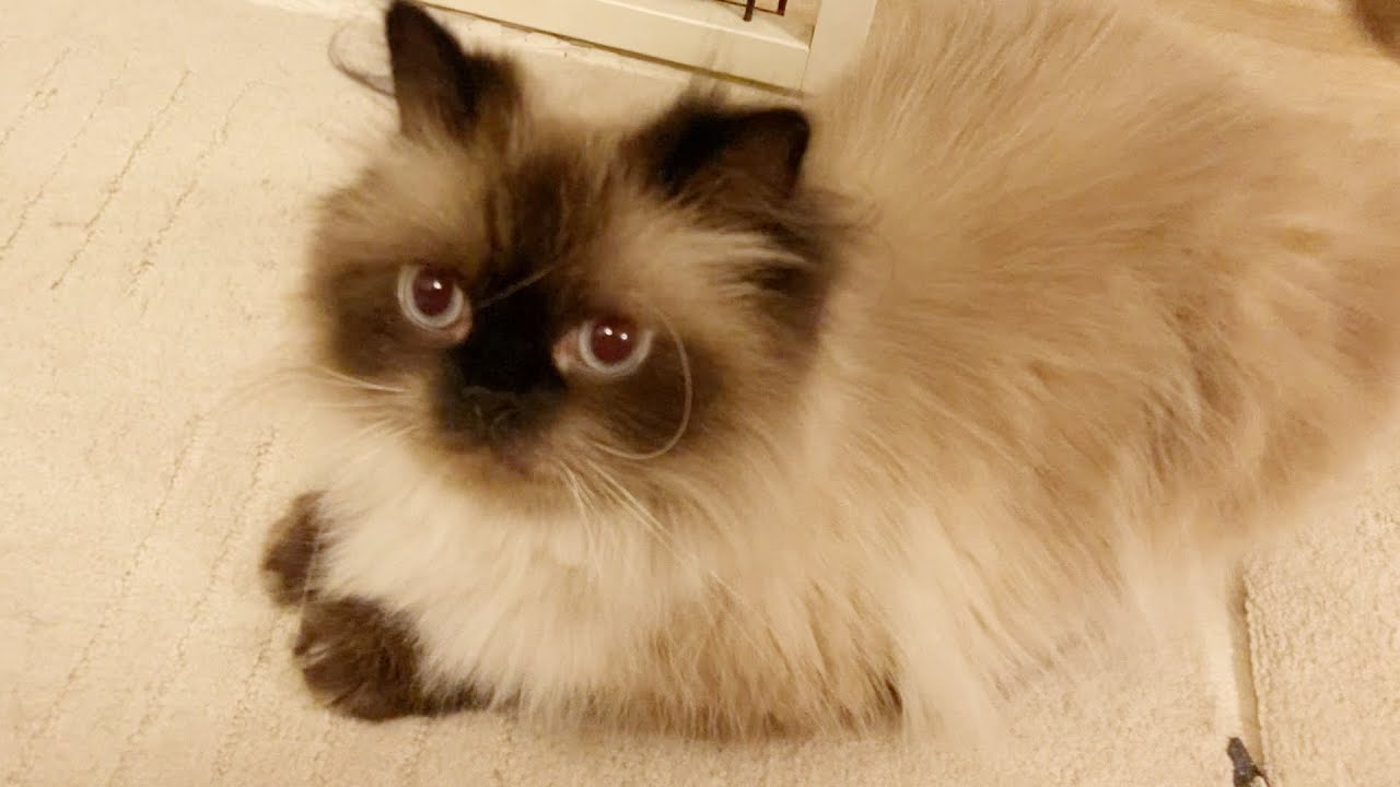 うちのヒマラヤンの鳴き声です。