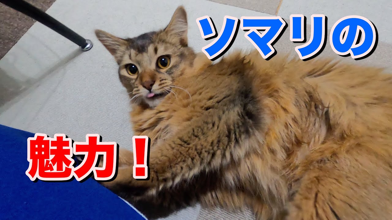 なぜソマリを選んだのか　ーこの子しかいない！ー【猫動画】