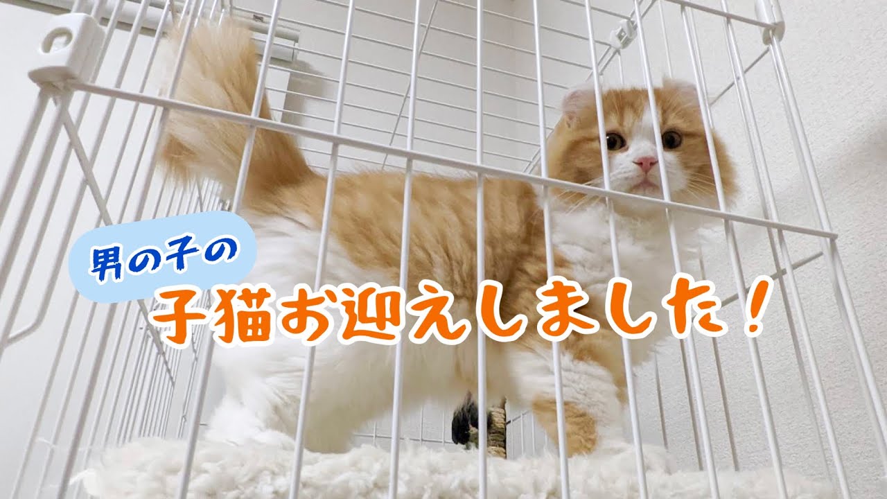 【アメリカンカール】新しい家族をお迎えしました！【子猫】