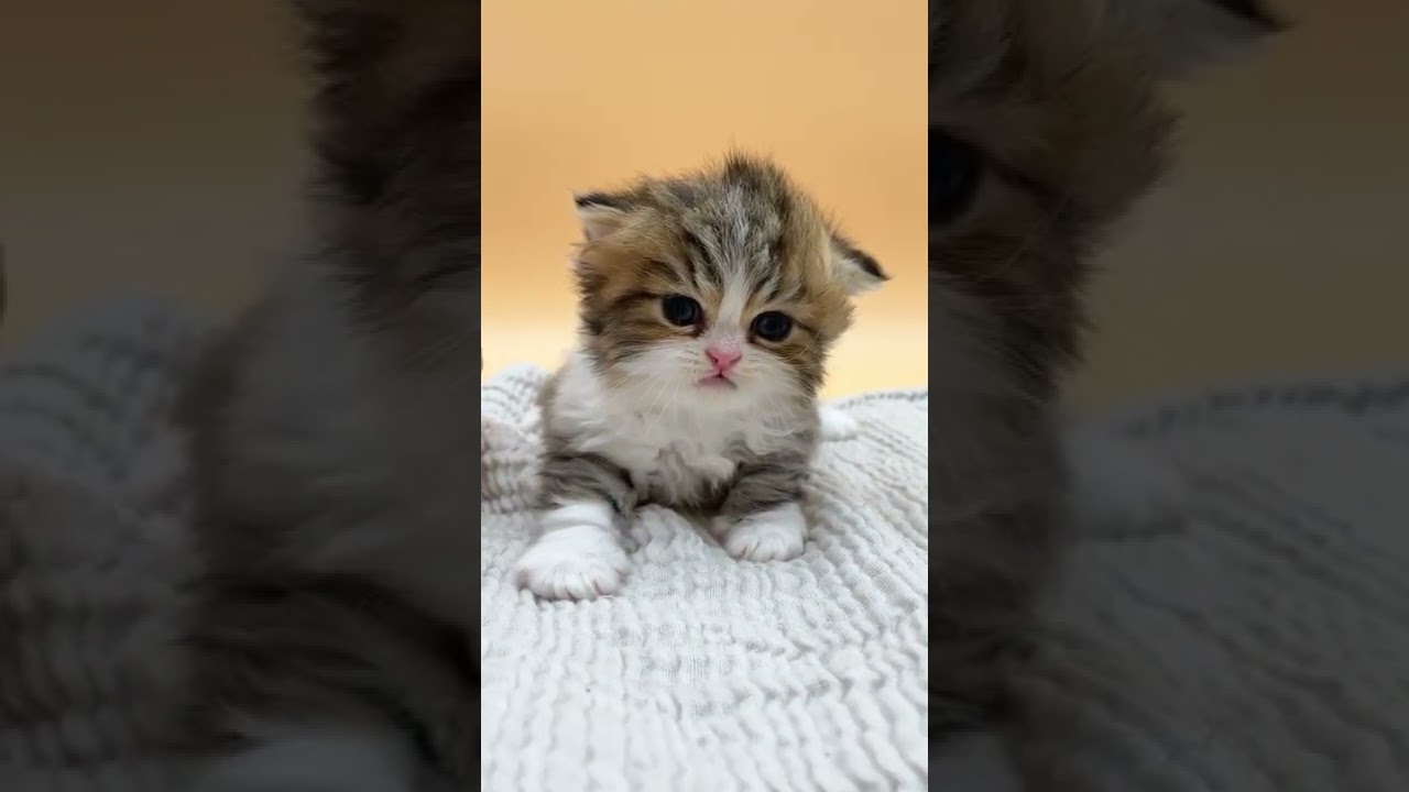 ターキッシュアンゴラ 手足が真っ白な手袋ちゃん♡（ブラウンタビーホワイト）