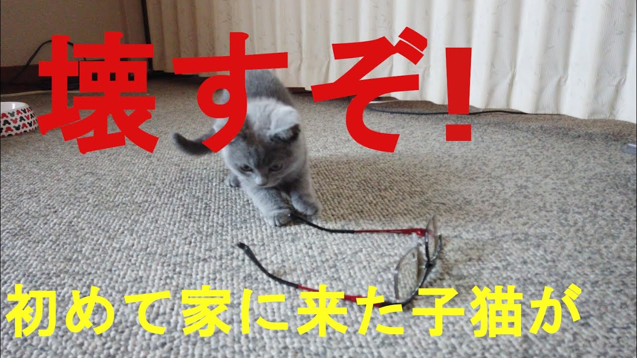 可愛い子猫のシャルトリューが初めて我が家にやって来て、大変なことになりました。シャルトリューの女の子。グラスと言います。【Chartreux】【샤 르트 뢰】