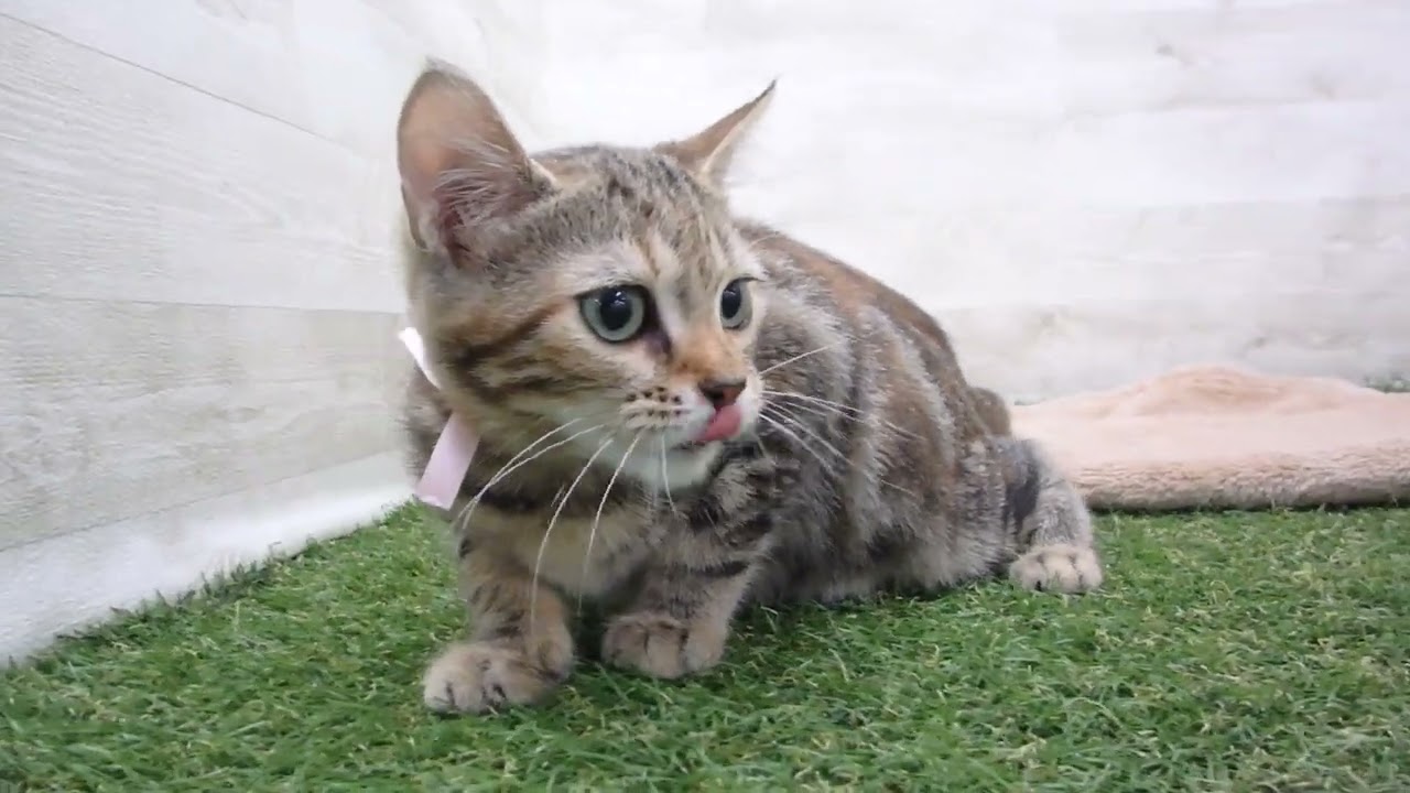 00587191 アメリカンカール