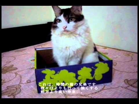 励まし"とのメッセージ 日本猫 - Message of encouragement to Japanese Cats