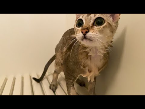 初めてお風呂に入った子猫が可愛すぎる！[シンガプーラ]