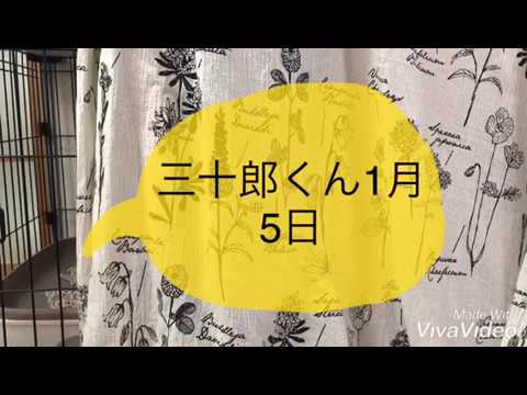 【デボンレックス 子猫】三十郎くん！1月5日