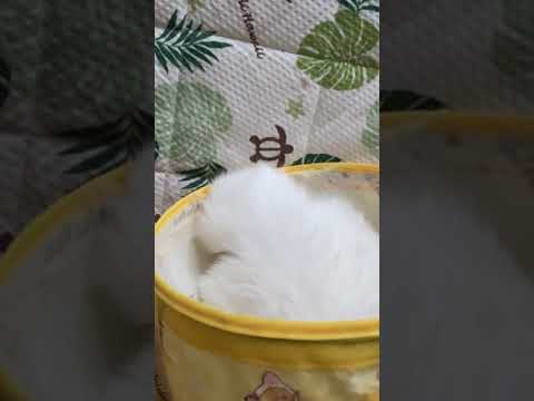 Japanese Bobtail.ジャパニーズボブテイル。尻尾フリフリ #shorts